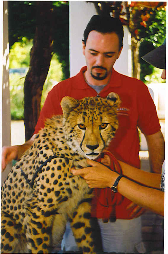 Meeting a Cheetah